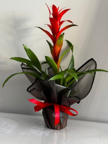 Saksıda Guzmania Bitkisi